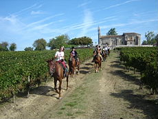 Join us and enjoy wine tastings of the best wines of France - Randocheval / Ride in France