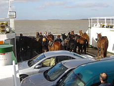 Ferry Gironde crossing with horses during our horse riding trail in Bordeaux area - Randocheval / Ride in France
