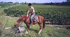 Crossing of the most famous wineyards of France - Randocheval / Ride in France