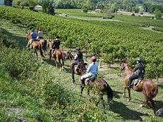 Discover the most famous vineyards of Bordeaux area - Randocheval / Ride in France