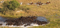 Randonnée équestres et safaris à cheval au Botswana (Afrique Australe) dans le Delta de l'Okavango - Randocheval / Absolu Voyages
