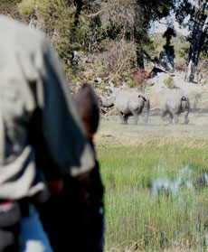 Durant ce safari nous suivrons les pistes naturelles tracées par les animaux sauvages - Botswana - RANDOCHEVAL