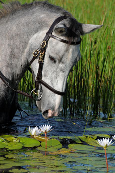 Safari à cheval au coeur d'un environnement unique au monde : le Delta de l'Okavango au Botswana - Randocheval