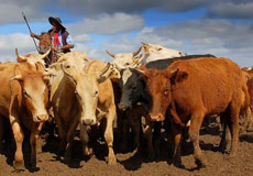 Brazil/Santa Catarina : on the gauchos trail /Randocheval