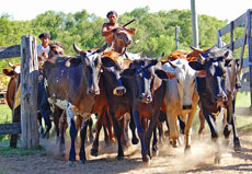 Br&eacute;sil : Sur les sentiers des gauchos - rassemblement de b&eacute;tail /Randocheval