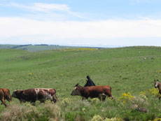Br&eacute;sil : Sur les sentiers des gauchos - Rassembleement de b&eacute;tail /Randocheval