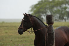 Br&eacute;sil : Sur les sentiers des gauchos - Cheval Criollo /Randocheval
