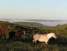 Br&eacute;sil : Sur les sentiers des gauchos - Chevaux Criollos en libert&eacute; /Randocheval