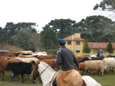 Br&eacute;sil : Sur les sentiers des gauchos - Rassembleement de b&eacute;tail /Randocheval
