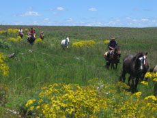 Br&eacute;sil : Sur les sentiers des gauchos - Rassemblement de chevaux /Randocheval