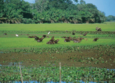 Brazil : horse riding safari in the Pantanal / Randocheval