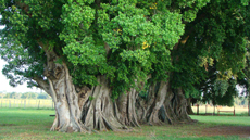 Brazil : horse riding safari in the Pantanal / Randocheval
