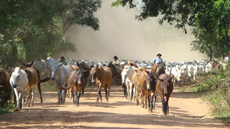 Brazil : horse riding safari in the Pantanal / Randocheval