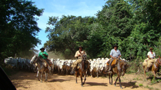 Brazil : horse riding safari in the Pantanal / Randocheval