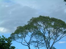 Brazil : horse riding safari in the Pantanal / Randocheval