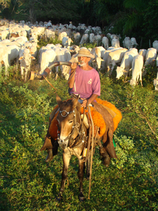 Brazil : Pantanal cowboy / Randocheval