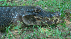 Brazil : horse riding safari in the Pantanal / Randocheval