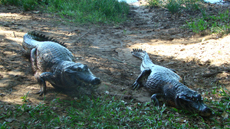 Brazil : horse riding safari in the Pantanal / Randocheval