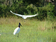 Brazil : horse riding safari in the Pantanal / Randocheval