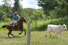 Brazil : horse riding safari in the Pantanal / Randocheval