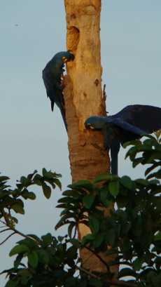 Brazil : horse riding safari in the Pantanal / Randocheval