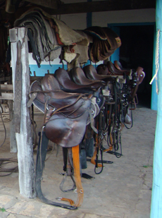 Brésil : safari équestre dans le Pantanal / Randocheval-Absolu Voyage