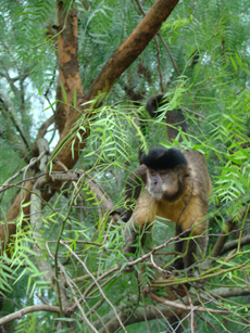 Brazil : horse riding safari in the Pantanal / Randocheval