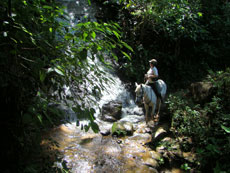 Br&eacute;sil - RAndonn&eacute;e &eacute;questre dans la Djungle de Darwin - RAndocheval/Absolu Voyages