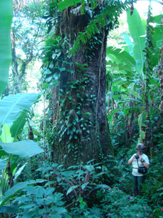 Br&eacute;sil - RAndonn&eacute;e &eacute;questre dans la Djungle de Darwin - RAndocheval/Absolu Voyages