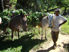 Br&eacute;sil - RAndonn&eacute;e &eacute;questre dans la Djungle de Darwin - RAndocheval/Absolu Voyages