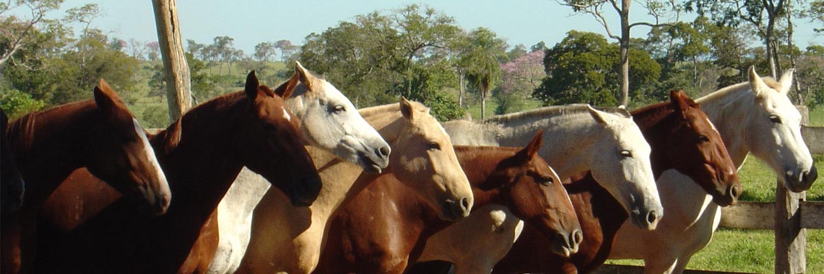 Brésil : safari équestre dans le Pantanal / Randocheval-Absolu Voyage