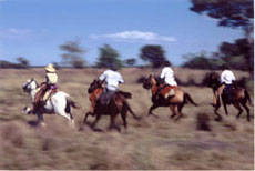 Randonn&eacute;e &eacute;questre au Br&eacute;sil, safari sud-am&eacute;ricain &agrave; cheval dans les fazendas du Pantanal - Randocheval / Absolu Voyages