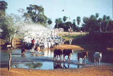 Travers&eacute;e de la rivi&egrave;re avec le troupeau - Pantanal - Randocheval