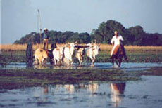 Randonn&eacute;e &eacute;questre au Br&eacute;sil, safari sud-am&eacute;ricain &agrave; cheval dans les fazendas du Pantanal - Randocheval / Absolu Voyages