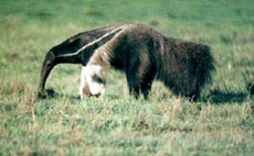 Randonn&eacute;e &eacute;questre au Br&eacute;sil, safari sud-am&eacute;ricain &agrave; cheval dans les fazendas du Pantanal - Randocheval / Absolu Voyages