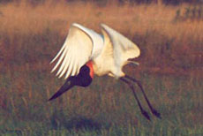 Randonn&eacute;e &eacute;questre au Br&eacute;sil, safari sud-am&eacute;ricain &agrave; cheval dans les fazendas du Pantanal - Randocheval / Absolu Voyages