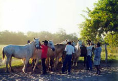 Randonn&eacute;e &eacute;questre au Br&eacute;sil, safari sud-am&eacute;ricain &agrave; cheval dans les fazendas du Pantanal - Randocheval / Absolu Voyages