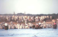 Randonn&eacute;e &eacute;questre au Br&eacute;sil, safari sud-am&eacute;ricain &agrave; cheval dans les fazendas du Pantanal - Randocheval / Absolu Voyages