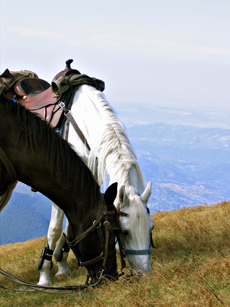 Randocheval trail ride in Bulgaria : East Bulgarian breed