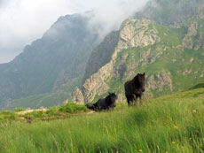 Chevaux sauvages en Bulgarie - Randocheval / Absolu Voyages