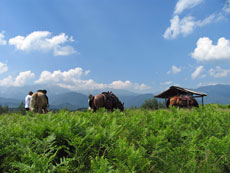 S&eacute;jour &eacute;questre en Bulgarie - Bulgarie - Randocheval / Absolu Voyages