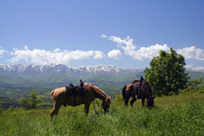 Chevaux tranquillement en train de brouter dans une des plaines du Parc National des Balkans, Bulgarie - Randocheval / Absolu Voyages