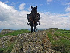 Le cheval bulgare est un cheval robuste croisé avec du Pur Sang Arabe pour l'endurance et le pied sûr, un moyen idéal de visiter la région d'Aprilzy en Bulgarie en toute sécurité - Randocheval / Absolu Voyages