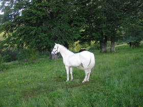 Album photos et carnet de voyage de nos randonn&eacute;es &eacute;questres dans les Balkans en Bulgarie - Rando Cheval / Absolu Voyages