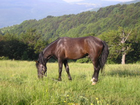 Album photos et carnet de voyage de nos randonn&eacute;es &eacute;questres dans les Balkans en Bulgarie - Rando Cheval / Absolu Voyages