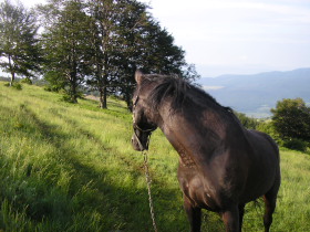 Album photos et carnet de voyage de nos randonn&eacute;es &eacute;questres dans les Balkans en Bulgarie - Rando Cheval / Absolu Voyages