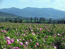 Horseback trail in Bulgaria - Randocheval