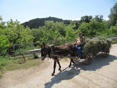Trail ride in Bulgaria - donkey waggon - RANDOCHEVAL/photo A. HUGUENIN