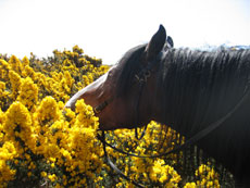 Voyage &eacute;questre au coeur des formations rocheuses particuli&egrave;res du Burren - Randonn&eacute;e &eacute;questre en Irlande - Randocheval