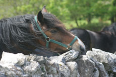 Voyage &eacute;questre au coeur des formations rocheuses particuli&egrave;res du Burren - Randonn&eacute;e &eacute;questre en Irlande - Randocheval